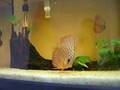 Discus Pestello ... www.cavalcalonda.com