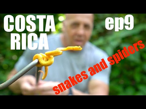 YouTube reptile video