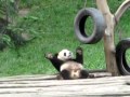 panda dansand (de fapt se scarpina)