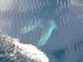 Dolphins | Croatia | Mediteranian sea