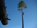 How To Top A Tree