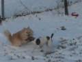 videos de Snöbus