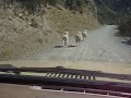 Chasing sheep in New Zealand Chasing sheep in New Zealand