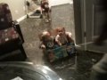 Pampers transpo