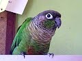 Green Cheek Conure Dancing to \"Last Christmas