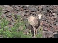 Click here to watch this video Rock Creek Rams, Ewes, & Lambs, Neighbors of Wolfpack Ranch