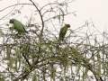 Indian Ringneck and Plum headed parakeet