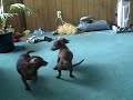 Dacshund Love Scene Dacshund Love Scene