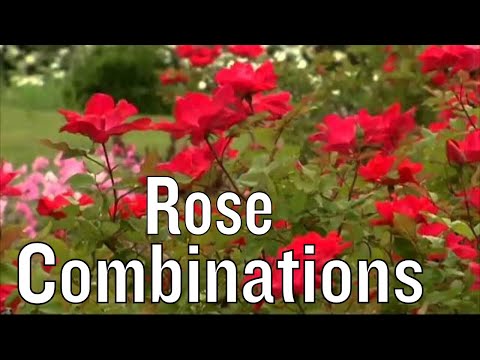 how to fertilize drift roses