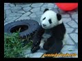 PANDA CUB KOHIN ??????