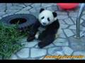 PANDA CUB KOHIN 子パンダ幸浜