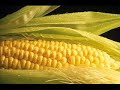 Alternative Agriculture Pt.1