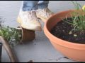 Container Gardening with Herbs Container Gardening with Herbs