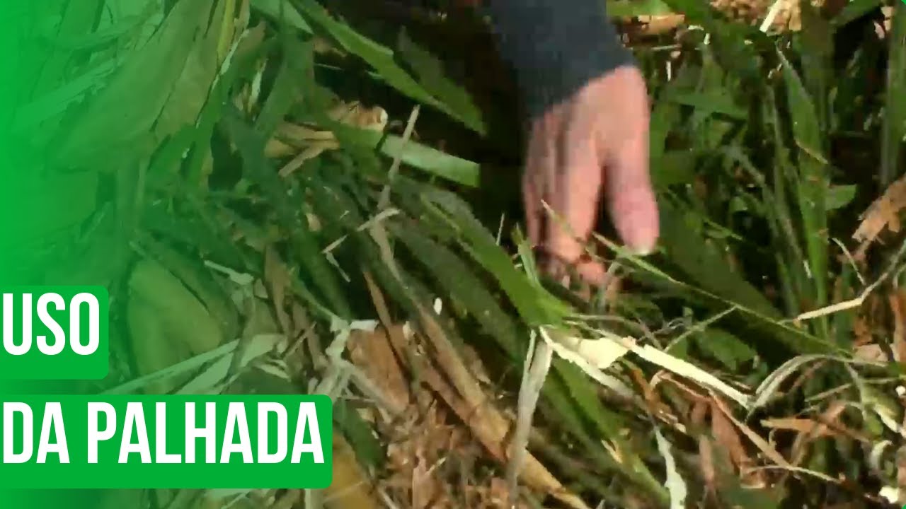 Uso da palhada