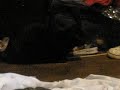 PUPPIES PUPPIES