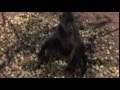 videos de fruta