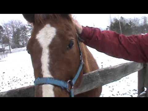 horses grand national