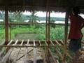 nippa hut