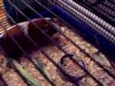 A rat and a guinea pig