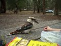 Kookaburra