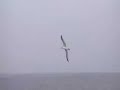 Given to fly