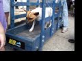 Dog treadmill demonstration at Barktoberfest 2009