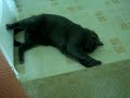 Boomer on catnip Boomer on catnip