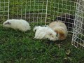 Guinea Pigs
