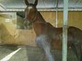 INDIANNA SPIRIT FARM