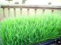 WHEATGRASS