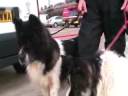 Lucky Wirral dogs rescued from Mersey after falling in a...