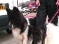 Lucky Wirral dogs rescued from Mersey after falling in a...