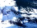dolphins in the Irish Sea