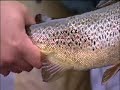 Fly Fishing Lapland River Tornionjoki