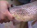 Fly Fishing Lapland River Tornionjoki
