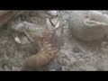 Hermit Crab Surface Molting