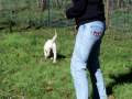 Puppy Training Playing Fetch Puppy Training Playing Fetch