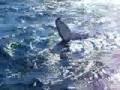 balene a mooloolaba