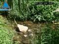 Le Wadi Kelt: un lieu où la nature et l'histoire se rencontr