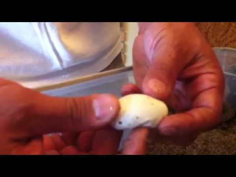 YouTube reptile video