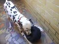 Kika uma Dálmata cheia de amor e carinho... Aqui ela brinca com a bola filmada pela Gabi - A Kika mora em Santos/SP.