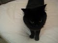 ?????? Talking cat in Japanese (Okaeri)