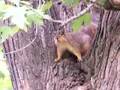Squirrel Polka
