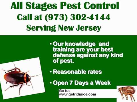 how to get rid of mice nyc