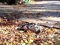 kittens on a windy morning