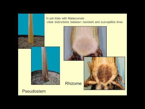 how to isolate fusarium oxysporum