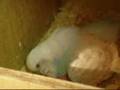 Blue Spangle Budgie Mum Feeds New Chick