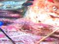 pikmin 2 Stats Challenge