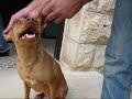 Miss.Bella-The Best Dancer By Daniel Vosgueritchian Miss.Bella-The Best Dancer By Daniel Vosgueritchian