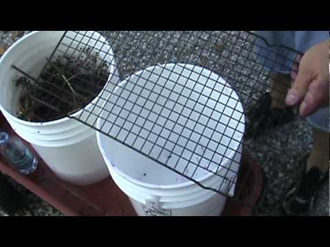 how to fertilize elderberries